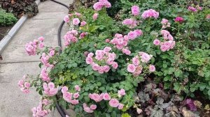 РОЗА ПОМПОНЕЛЛА (Pomponella, Kordes, 2005), обзор.