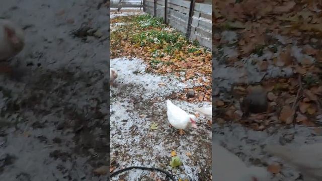 Утки, в колонну по одному, на ужин, шагом марш! ? Или вечернее кормление уточек ?