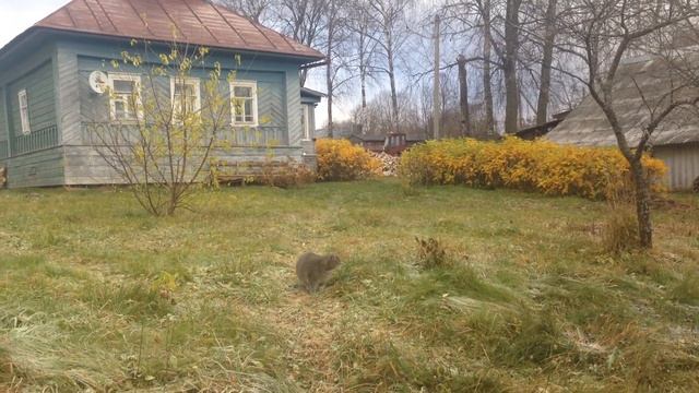 Художественный свист смотреть онлайн