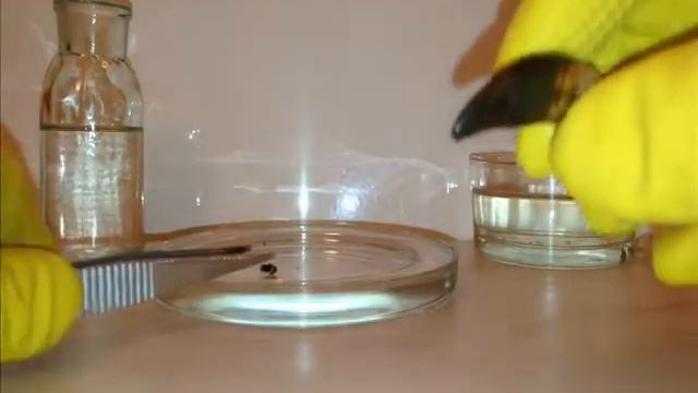 Клык Волка коричневый. Опыт №2. Проверка огнем смотреть онлайн