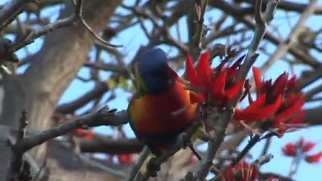 Rainbow Lorikeets wild and free in their native Australia смотреть онлайн