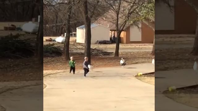 ЖИВОТНЫЕ АТАКУЮТ, СМЕШНЫЕ НАПАДЕНИЯ ЖИВОТНЫХ НА ЛЮДЕЙ gigbigra смотреть онлайн