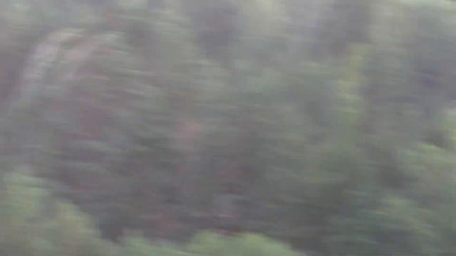 Летняя гроза! Дерево под окном сломало!