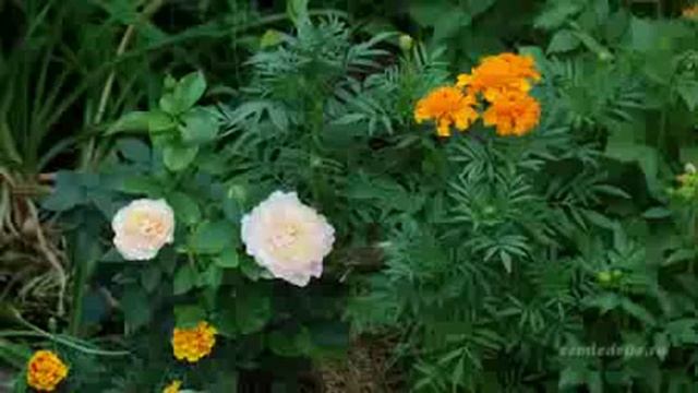 Все о выращивании овощей смотреть онлайн