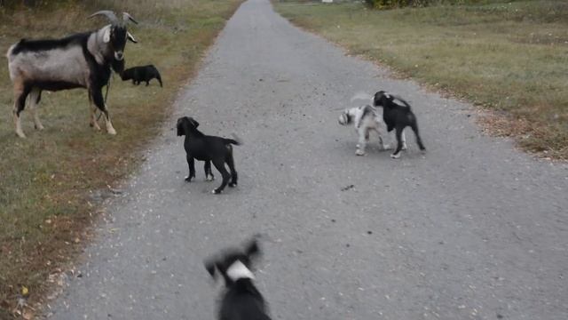 Щенки немецкого дога 29.09.2018 смотреть онлайн