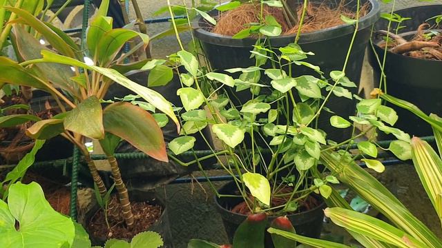 BAKIT MADAMING TANIM NA OREGANO/GUMAMELA, PAANO IBABALIK ANG VARIEGATION/LUNTIAN PROJECTS смотреть онлайн