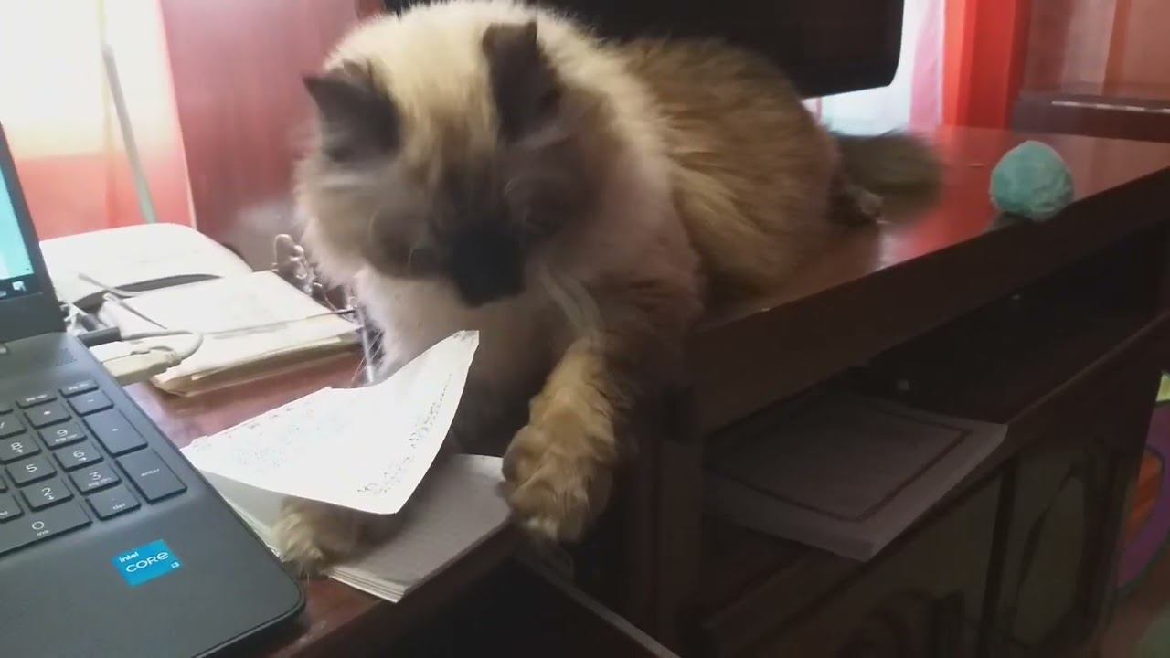 Лимоша помогает в творческом процессе.