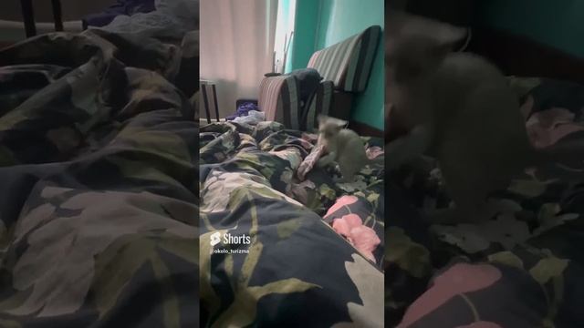 Ласковый котенок с авито