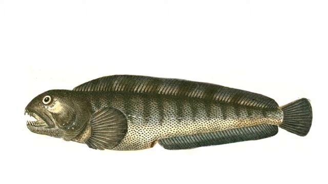 Зубатка (новый) смотреть онлайн