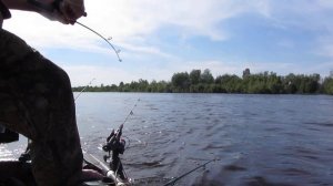 Нереальные прыжки осетра. Рыбалка на Оби