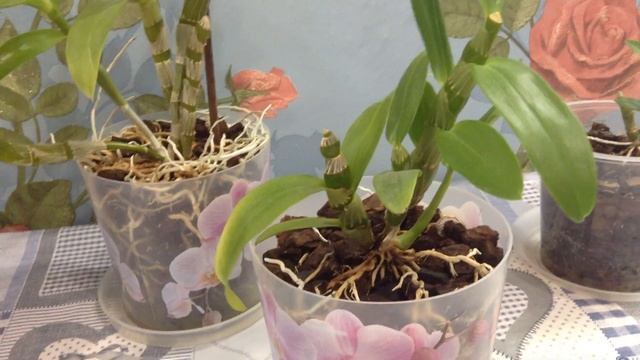 Дендробиум НОБИЛЕ (уход) смотреть онлайн