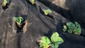 Подкормка кальциевой селитрой клубники в солнечную погоду