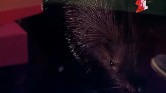 Что едят дикобразы смотреть онлайн