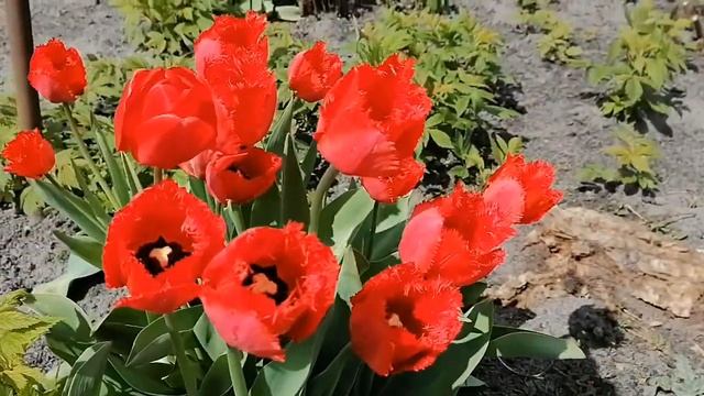 Готовим Пасхальные куличи в печи.Easter cakes. смотреть онлайн