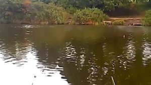 Ловля толстолобика ( на снасть убийца толстолоба )