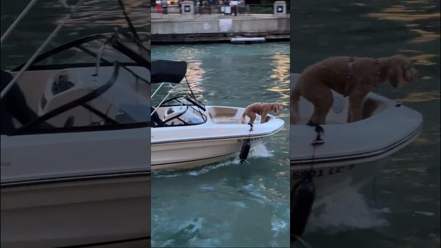 🗽Вышел пешим курьером в Downtown #chicago 📲 Uber смотреть онлайн