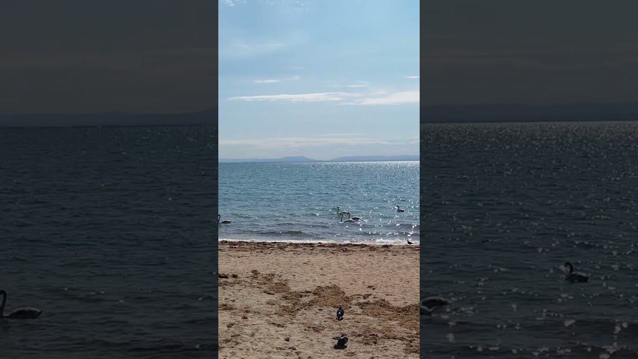 Лебеди на фоне гор на центральном пляже Евпатории. #shotrs #евпатория #природа #крым2024 смотреть онлайн