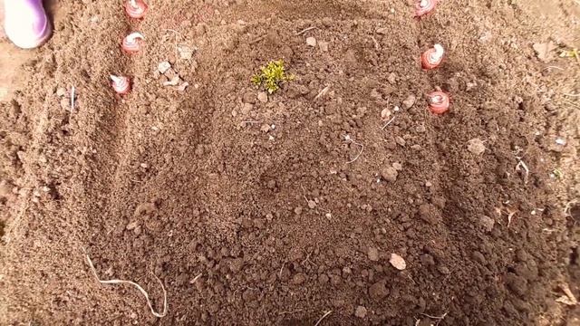 САДИМ ГЛАДИОЛУСЫ ПРАВИЛЬНО??? смотреть онлайн