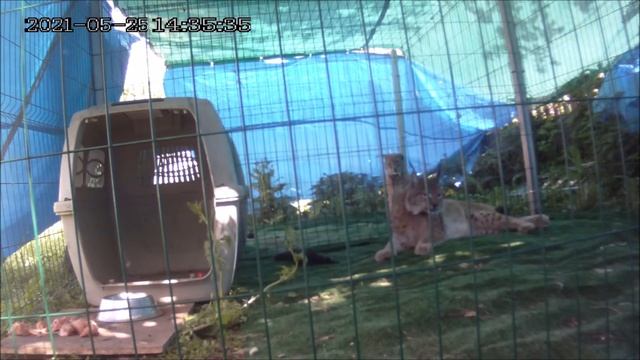 Рыси кто играет а кто ест/Отличие поведения самки и самца. смотреть онлайн