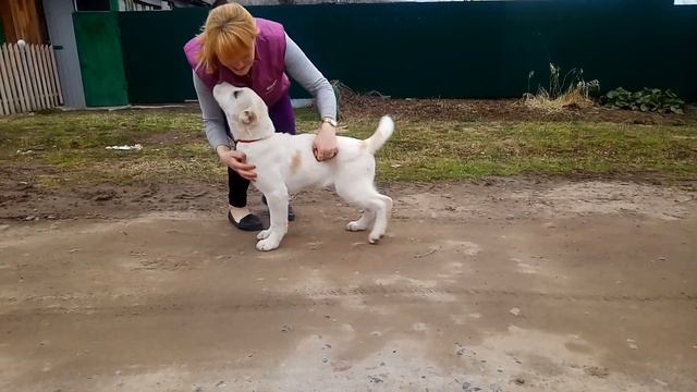 Бишенели Шамсибахар Дочь Фахр Идальго и Бишенели Айзалии смотреть онлайн