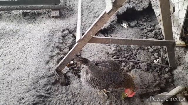 ✔Эту породу Кур больше не Хочу!//Мои куры самые Лучшие//Переезд на Кубань. смотреть онлайн