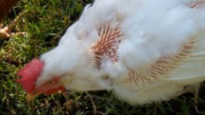 7 причин по которым куры теряют перья, рассказываю что может быть и что делать