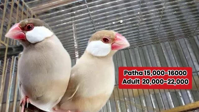 All java price 2023 | java finch price in pakistan | Silver white fawn grey albino Jawa price updat смотреть онлайн