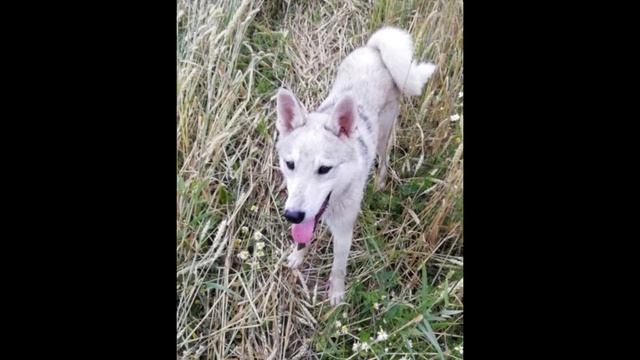 Никольская СШБольшое сердце маленького человека Никольская СШ смотреть онлайн