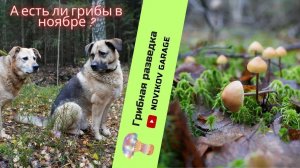 Грибная разведка 4 ноября 2023. Всеволожский район.