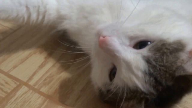 Расчесывание кошки смотреть онлайн
