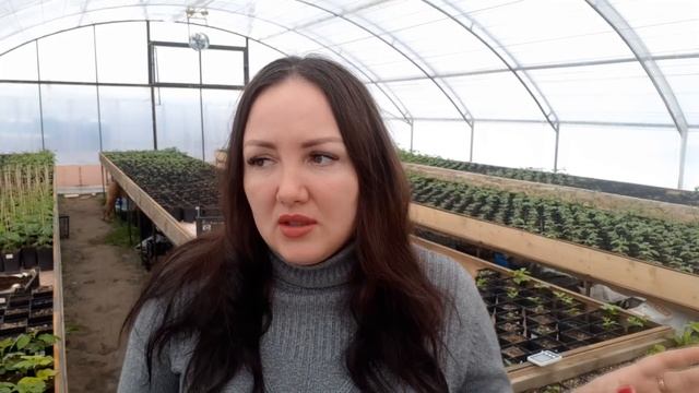 Как правильно выращивать саженцы ежевики и малины, если на улице пасмурно и темно смотреть онлайн