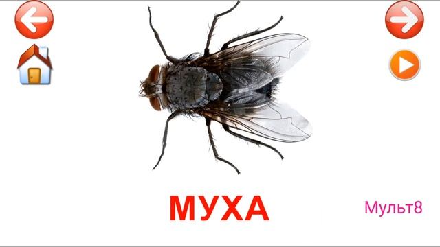 Учебные Карточки для детей #Домана Насекомые на канале #Мульт8 смотреть онлайн
