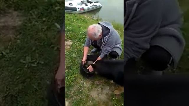 Карпятник в Логвино. смотреть онлайн