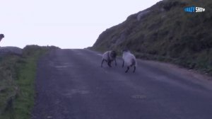 БАРАНЫ И КОЗЛЫ АТАКУЮТ! ЖИВОТНЫЕ НАПАДАЮТ НА ЛЮДЕЙ #10