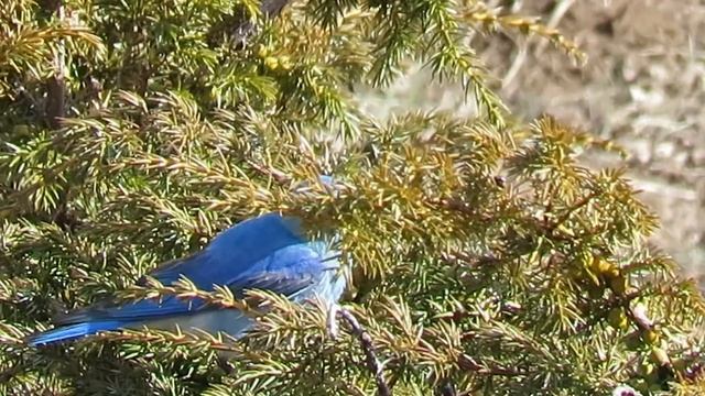Mountain Bluebird (Sialia currucoides) Pair and Male Feeding on Berries смотреть онлайн