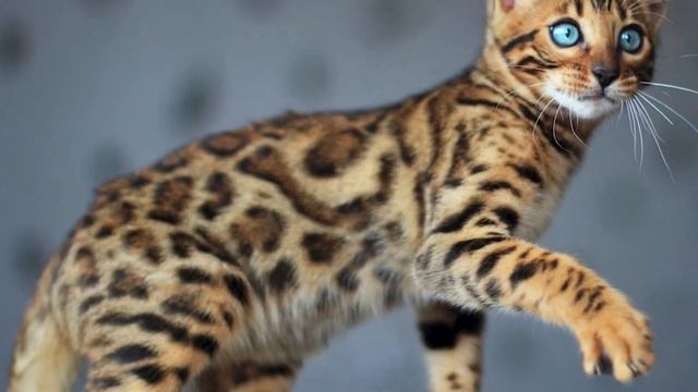 ТОП 5 Самых Дорогих Кошек в Мире смотреть онлайн