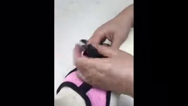 Шлейка - поводок для кошек и собак. смотреть онлайн