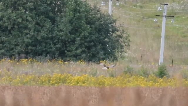 № 1576 07. 08. 2021 Луни. Полет смотреть онлайн