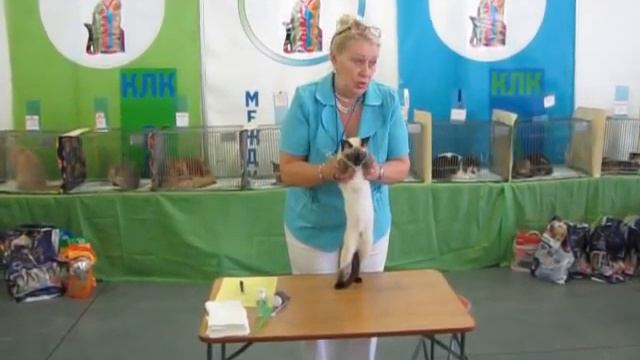 Тайская кошка. Выставка кошек «ГЛАМУР — 2012». Часть 8. смотреть онлайн