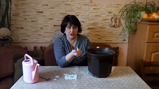 ОГУРЦЫ НА ПОДОКОННИКЕ .Как посеять огурцы к 8 Марта. смотреть онлайн