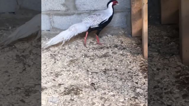 Фазан серебро смотреть онлайн