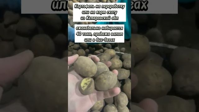 Продажа оптом картофеля на переработку или на корм скоту смотреть онлайн