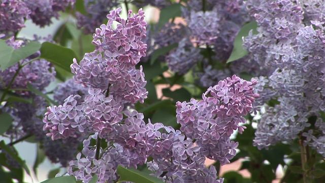 Футаж "Сирень 03" смотреть онлайн