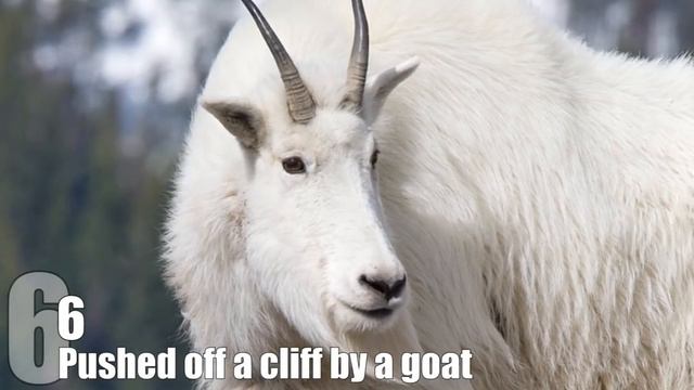 Top 10 Weird Times that Animals Got a Taste for Human — TopTenzNet смотреть онлайн