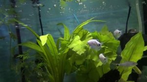 В мире гурами.