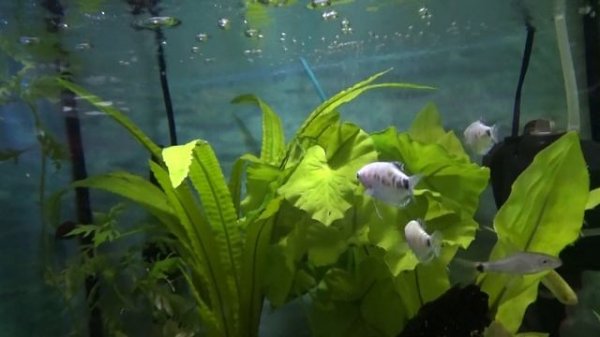 В мире гурами.