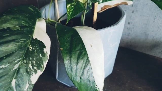 1 Min Of Epipremnum Pinnatum Albo Variegated