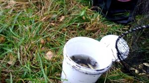 Рыбалка на мордушку ! Попалось много желтого карася !