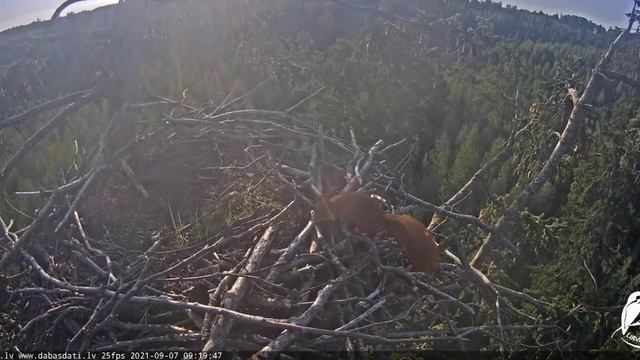 Squirrel comes into the WT eagle's nest with a cone/Белка затащила шишку в гнездо орлана белохвоста смотреть онлайн