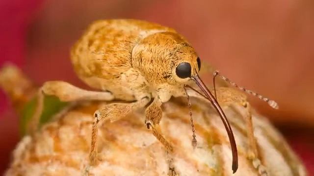 Хофф Бенджамен — Дао Винни-Пуха, озвучивает Nikosho.